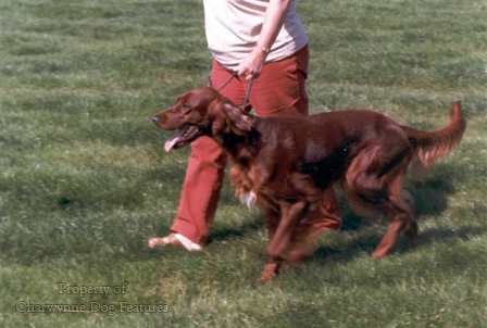 167Y Today's Working Irish Setter